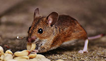 24 Hour & Emergency Exterminators in E Stroudsburg, PA
